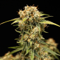 Preview: Samen 3x Medusa F1 Automatik Royalqueenseeds